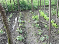 55ddf7a9-Picture 009.jpg
